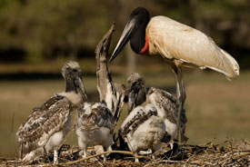 jabiru